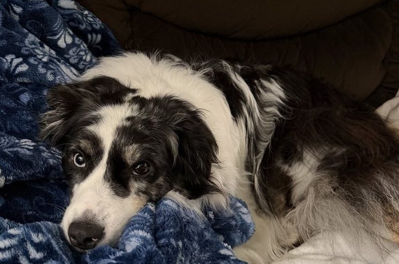 A blue merle Australian Shepherd, Piper, resting her head on a blue fleece blanket