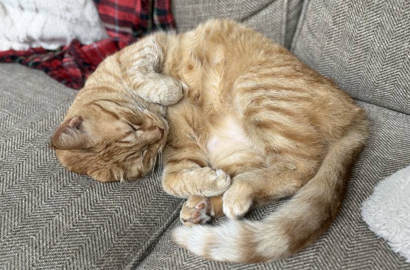 Caboodles, an orange tabby cat curled up asleep on a herringbone couch