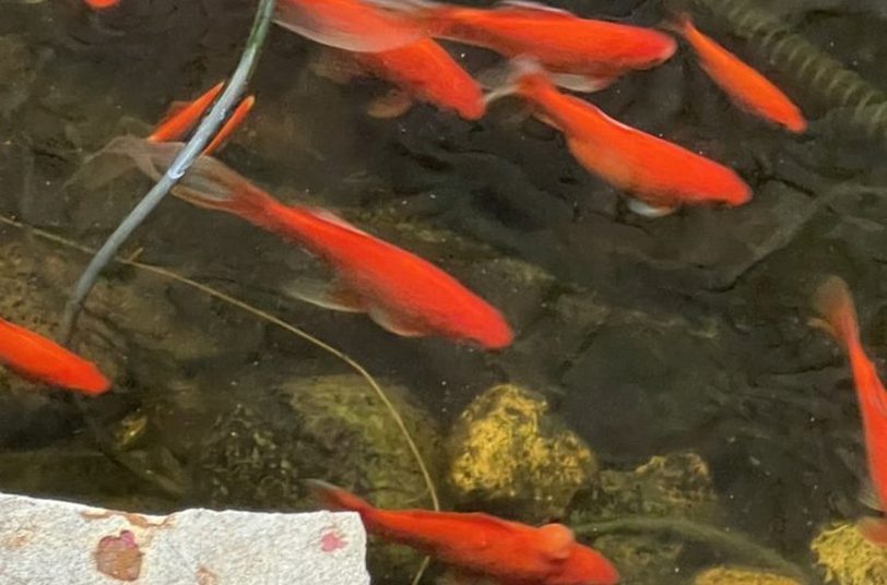 Orange goldfish swimming in a pond beneath lily pads