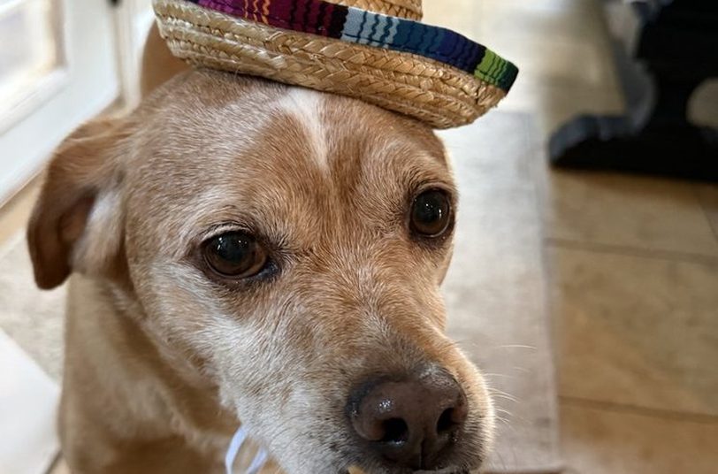 Homer, a tan dog wearing a tiny straw sombrero, looking up at the camera